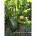 Hybrid oval round dark green with flower summer vegetable squash seeds